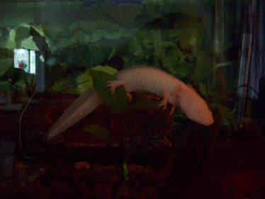 My Axolotl