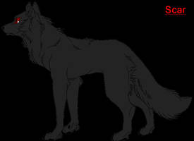 Scar the Wolf