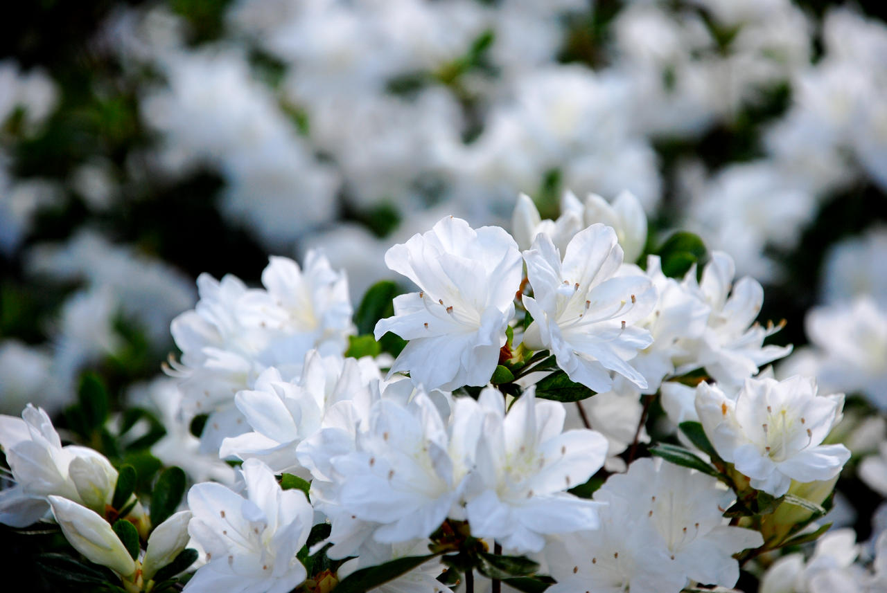 White Flowers