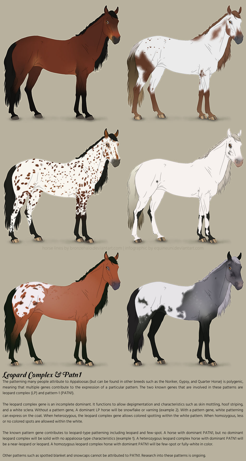 Leopard Complex, PATN1 by equineuni on DeviantArt