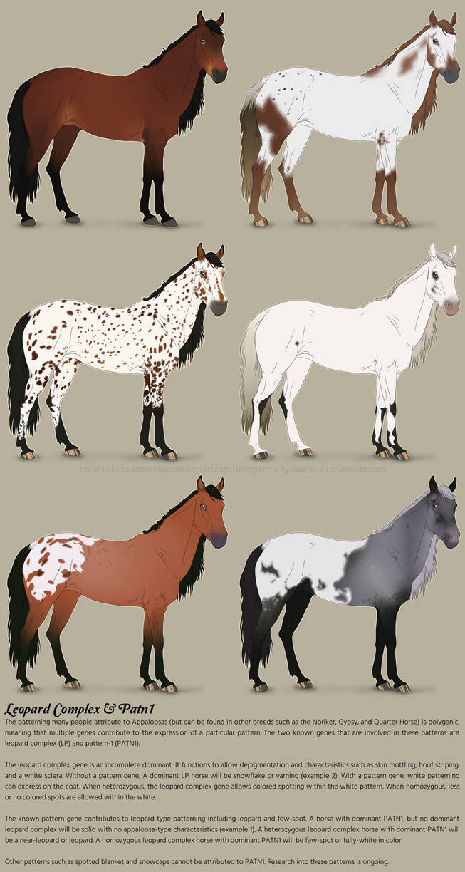 Leopard Complex, PATN1 by equineuni on DeviantArt