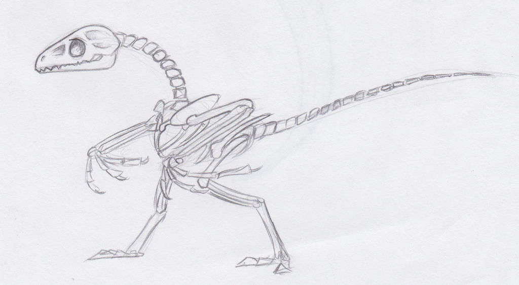 Transparent Raptor Skeleton raptor skeleton by MF99K on DeviantArt