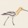 Avocet sketch