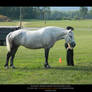 Percheron Stock 01