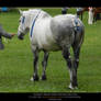 Percheron Stock 03