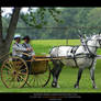 Percheron Stock 04