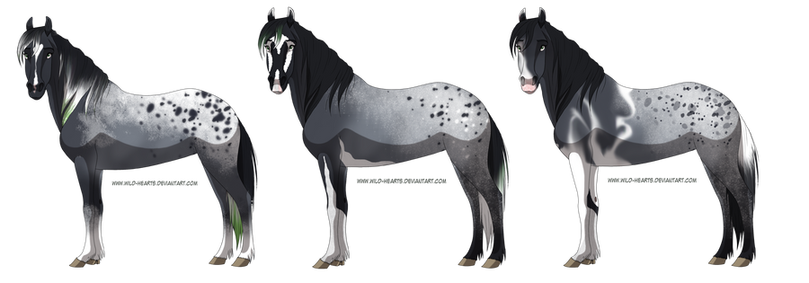 Blue Roan Pintaloosas