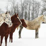 4 horse lineup