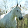 Percheron Mare