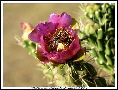 Cactus Bee