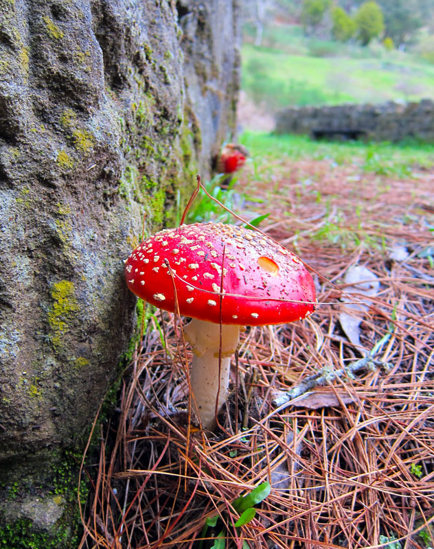 Super Mario Power Up Mushrooms Do Exist!