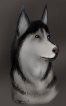 husky