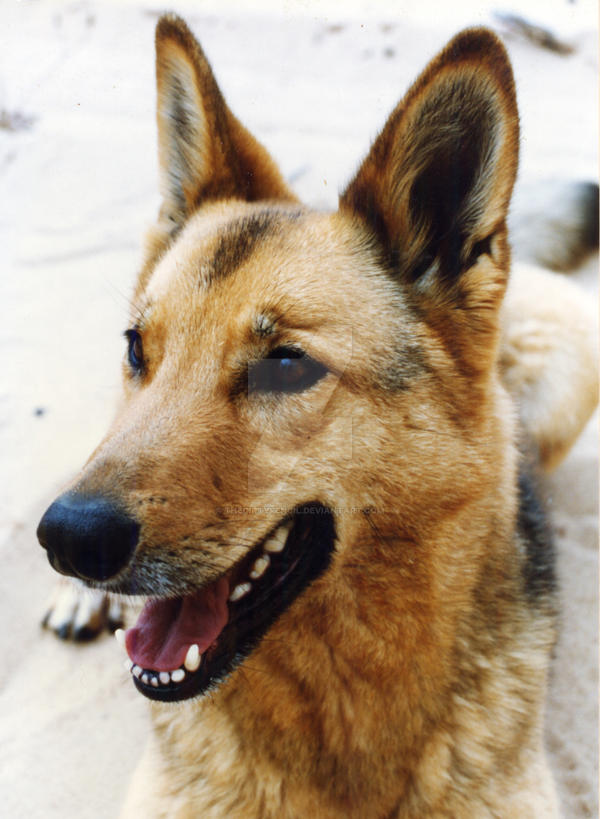 Sand Color Dog Sand Dog by TheDirtyPencil on DeviantArt