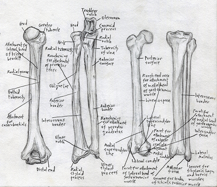 Human Bones II