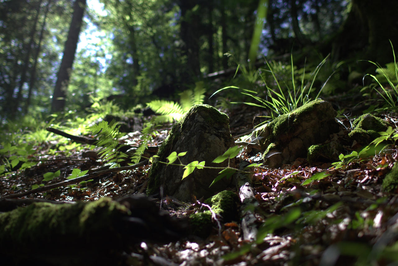 The Forest floor, Mt. Pilatus 2011