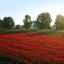 Red field.