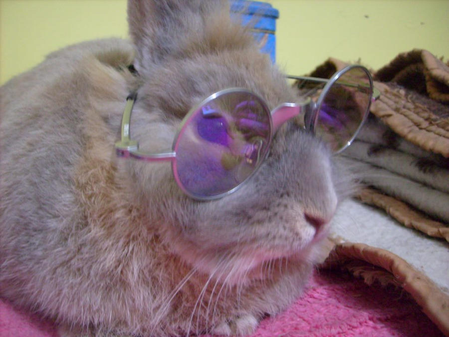 hippie rabbit by Odara12 on DeviantArt