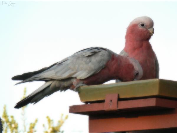 Pink And Greys