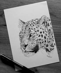 Febroary 2021 - Day 8: Leopard