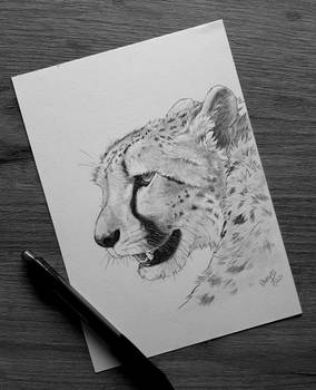 Febroary 2021 - Day 22: Cheetah