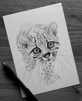 Febroary 2021 - Day 26: Margay