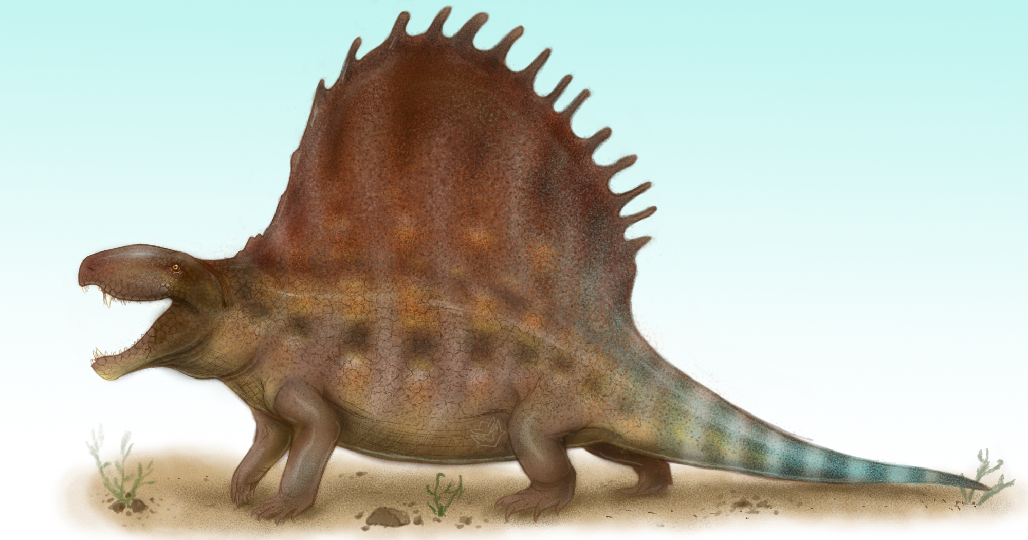 Dimetrodon grandis by BangBooDoragon on DeviantArt