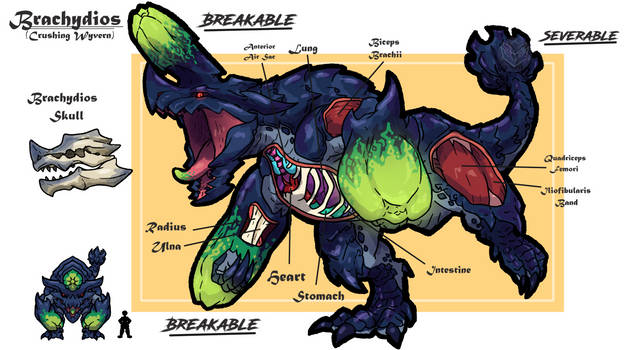 Brachydios anatomy