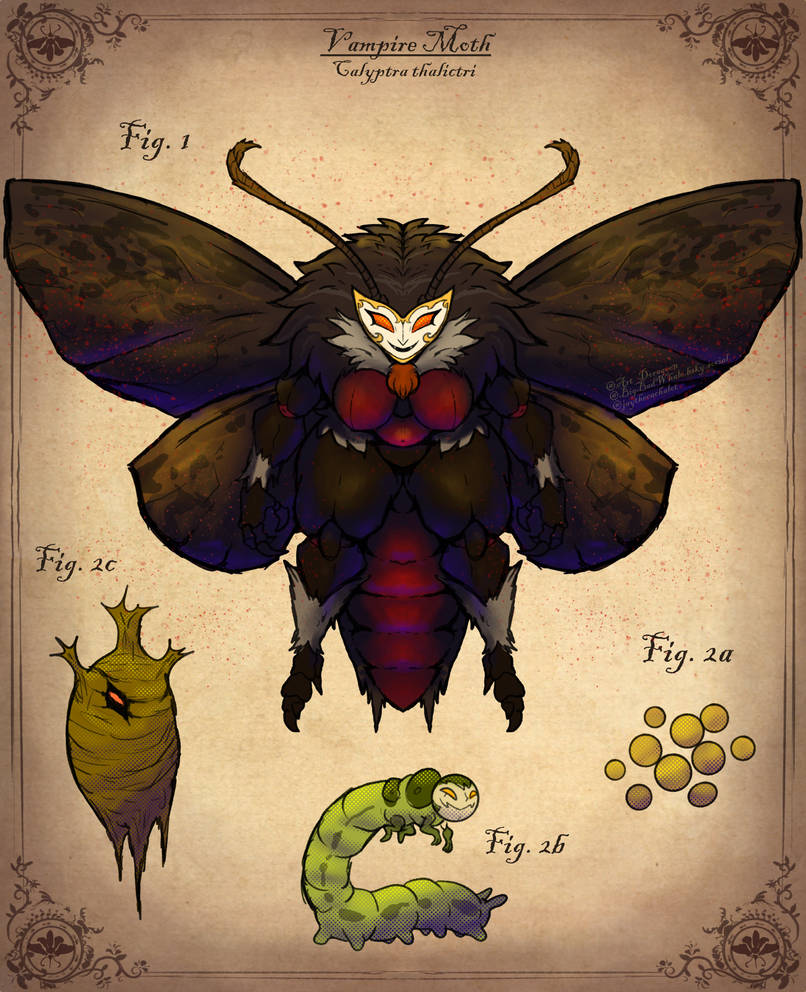 Vampire Moth Flutter MGC Entomology Edition Day 15 - Vampire Moth by BangBooDoragon on ...