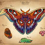MGC Entomology Edition Day 30 - Atlas Moth
