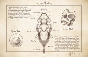 MerMay Syreni Anatomy