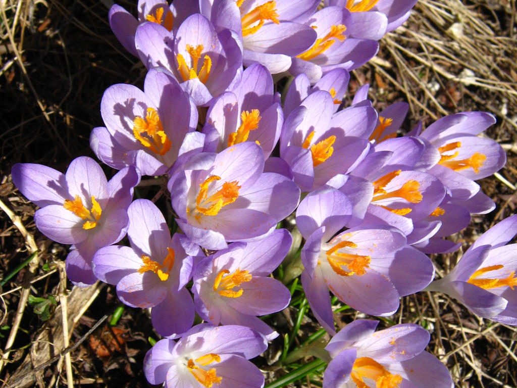 Purple Crocuses 2