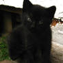 Black Kitten 1