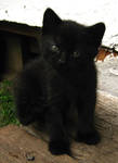 Black Kitten 1 by Jenna-RoseStock