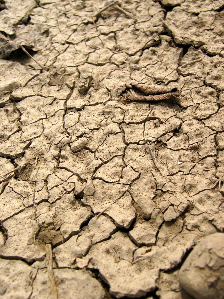 Cracked Mud Texture 1