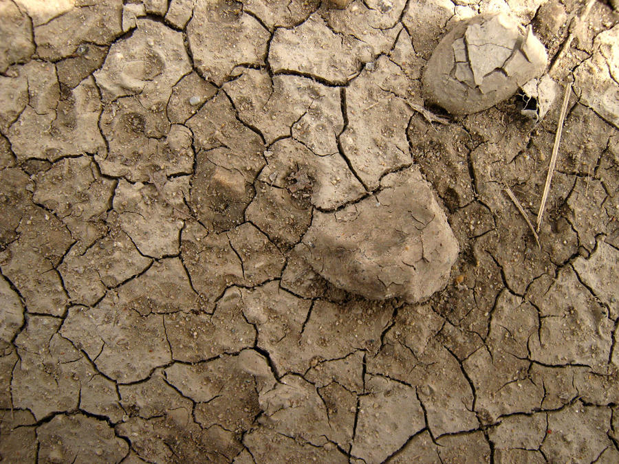 Cracked Mud Texture 2