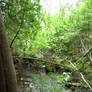 Swamp 2