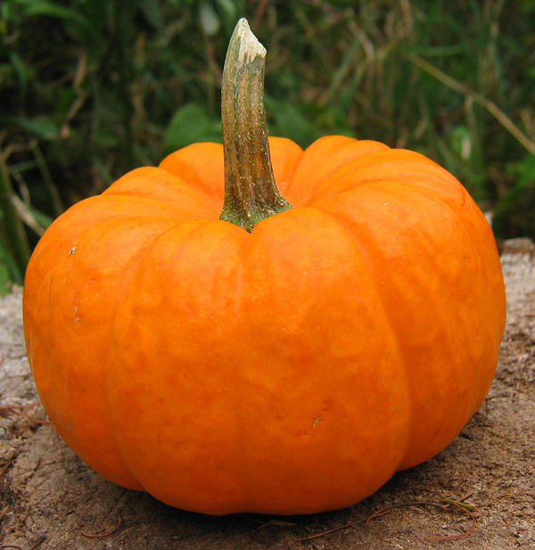 Pumpkin Squash 1