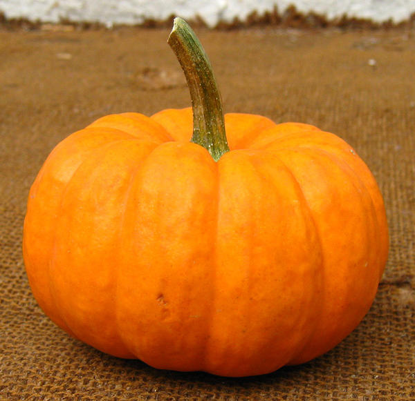 Pumpkin Squash 3