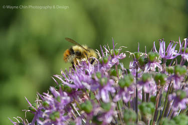 BumbleBee2