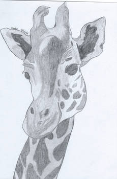 Itsa Giraffe :P