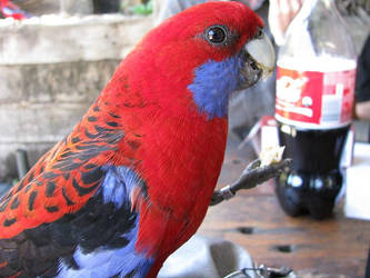 Crimson Rosella