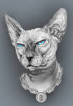Sphynx cat by OlegBeletskiy