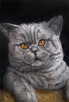 British shorthair drawing .