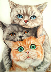 Three cats ^^