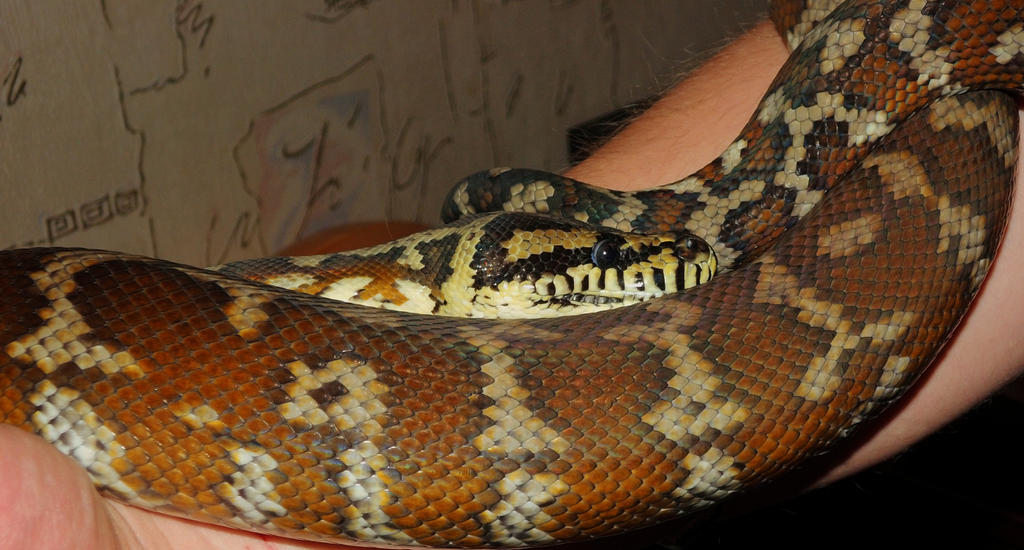 morelia spilota variegata by Pterinochylus on DeviantArt