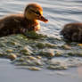 Ducklings