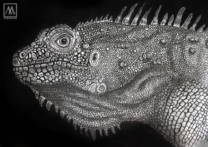 Iguana Pen and Ink