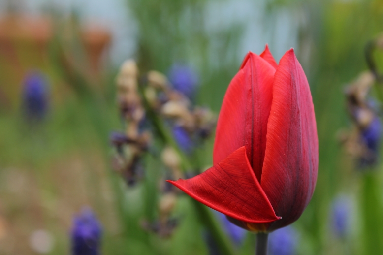 Kiss from a tulip