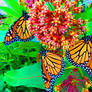 Monarch Butterflies 4