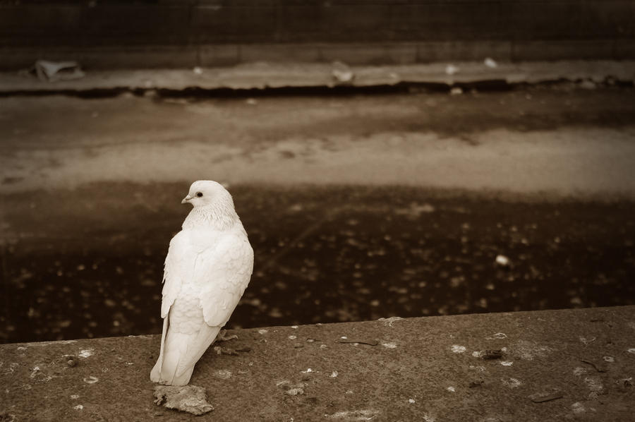 Lonely dove